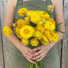 Monster Lemon Yellow, Strawflower Seeds